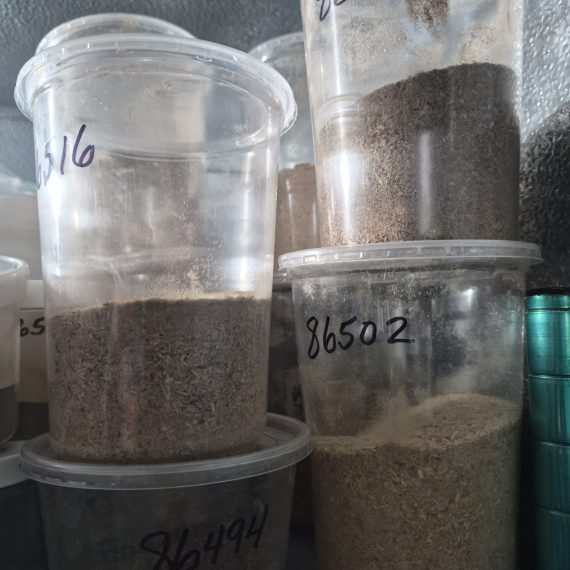 The Nature of Moisture in Biomass: Free vs. Bound